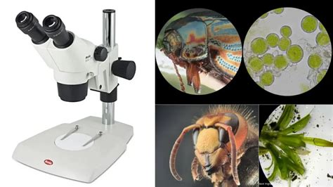 dissecting microscope|dissecting microscope uses.